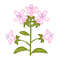 Image:Saponaire.gif