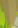 Image:Scout_20.png