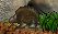 C3hedgehog ingame