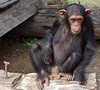 Chimp.png
