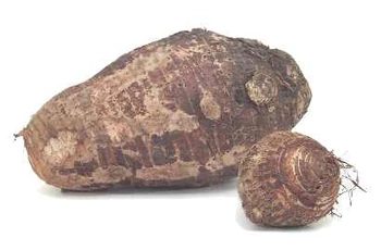TaroRoot