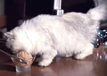Neelix (cat).jpg