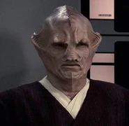 Orek