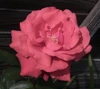 Rose951.JPG