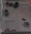 Spawn beetle.jpg