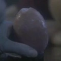 Taspar egg.jpg
