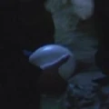 Hanonian egg.jpg