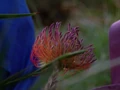 Muktok plant.jpg