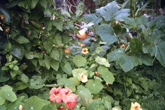 Pumpkin1