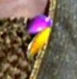 Maras pins.jpg