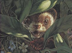 redwall ferret