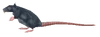 Rat