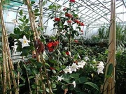 Nursery