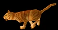 OrangeTabby.png