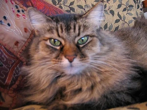 Lucy wiki1