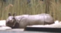 White rhinoceros.jpg