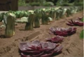 Ocampa vegetables.jpg