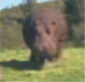Hippopotamus.jpg