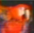 Macaw.jpg
