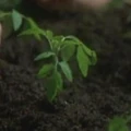 Talaxian tomato.jpg