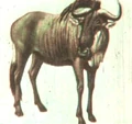Wildebeest.jpg