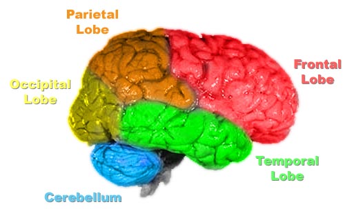 brain psychology
