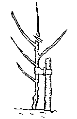 Pruningyear1.png
