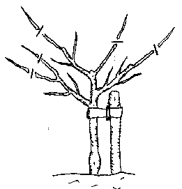 Pruningyear3.png