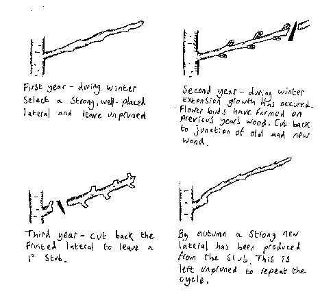 Renewalpruning.png