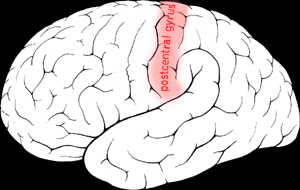 Postcentral gyrus