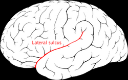 Lateral sulcus