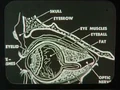 Eye diagram