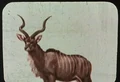 Kudu.jpg