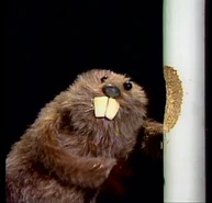 Beaver