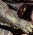 Jabba tat.jpg