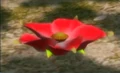 47crimsoncandypopbud.png
