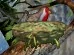 Robin-nest.jpg