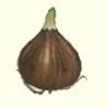 Thumb pligrimbulb