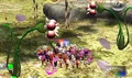Burgeoningspiderworts.JPG