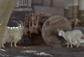 Omegan goats.jpg