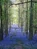 Bluebell1
