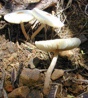 180px-Mushroom 2