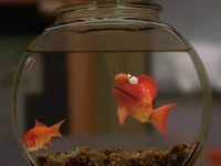 Elmopetfish.jpg