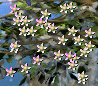 Hanami.gif