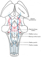 fibers of the lemniscus;