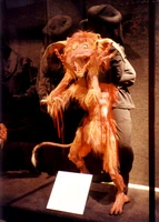 Fireyfromexhibit