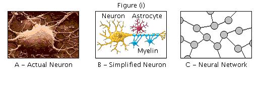 Brain repair figure i