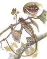 Spade-Headed Smooka.jpg