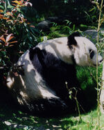 Panda San Diego