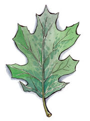 Silvanus symbol